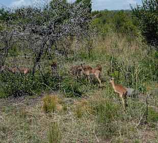 Krüger Nationalpark