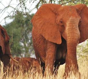 Safari Taita Hills