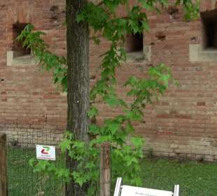 Baumlehrpfad Glacis Park