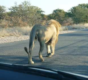 Ausflug in den Etosha Park