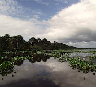 Delta Orinoko, cud natury