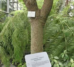 Palmfarnhaus -  Botanischer Garten
