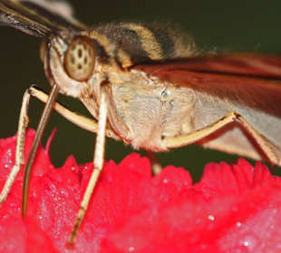 Nahaufnahme eines Schmetterlings