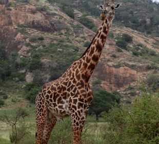 Julius Tact / JT Safaris