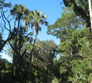 Zufahrtsstraße zur Kingsley Plantation