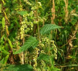 Kampinoski Park Narodowy