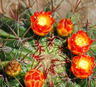 Garten der Sukkulenten