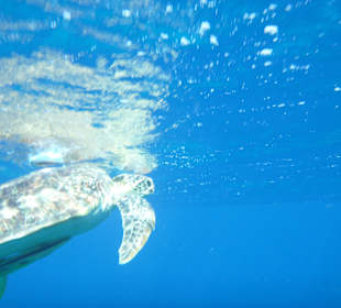 Schnorcheln Marsa Alam