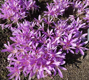 Rundgang durch den Botanischen Garten Kiel