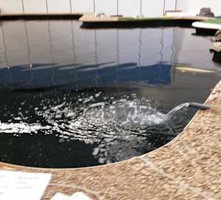 Koiteich
