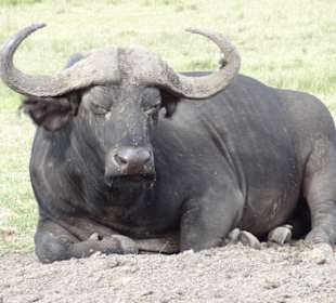 Büffel, abgetrennt von der Herde