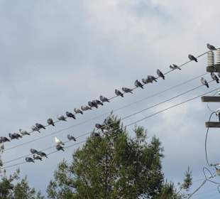 California State Route 1