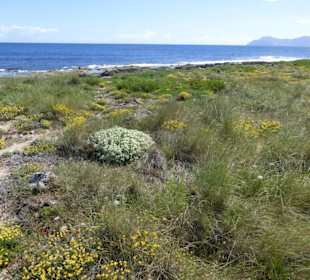 Im Naturschutzgebiete Dunes de Son Real