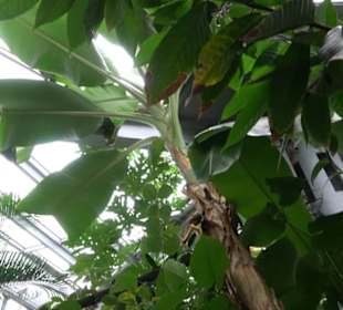 Tropicarium