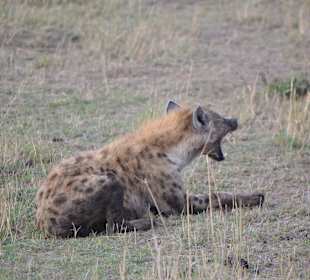 Hyene