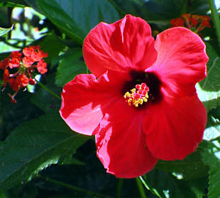 Botanischer Garten Assuan