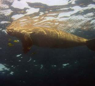 Dugong