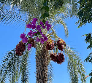 Wandern Side - Kumköy