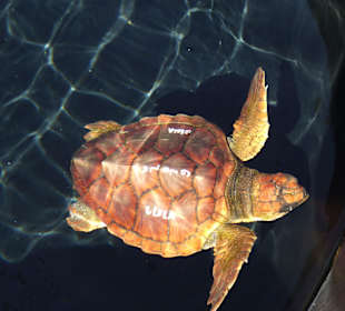 Caretta Schildkröte