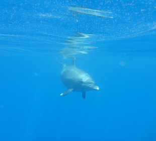 Delfin