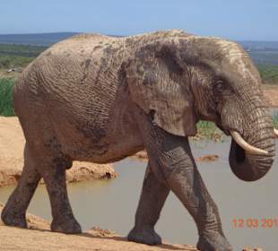 Elefant am Wasserloch