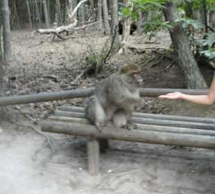 Update: Die Popcornausgabe wurde vollständig eingestellt, um