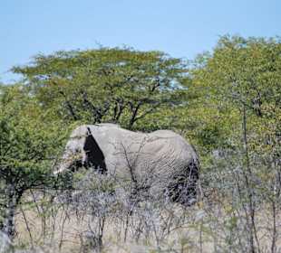 Etosha- Nationalpark