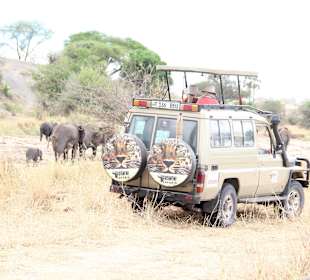 Get Close to the wild with Gosheni safaris 