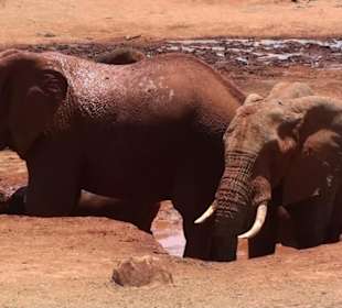 Elefanten an einem Wasserloch