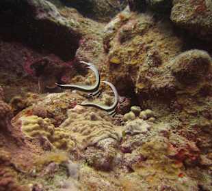 Tauchschule MerlinSosua