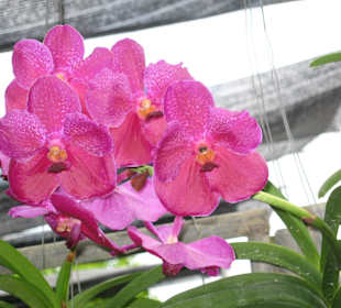 Orchidee
