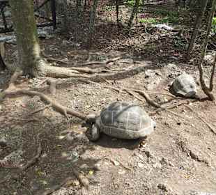 Die Schildkröten auf Prison Island