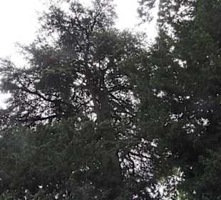 Alter botanischer Garten