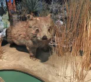 Rundgang durch das Übersee-Museum in Bremen