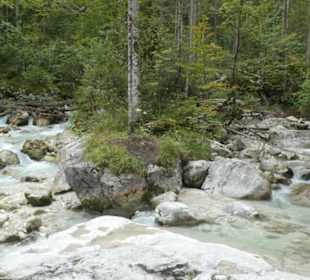 Im Zauberwald von Ramsau