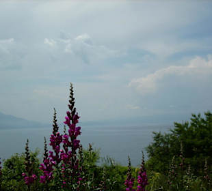 Blick auf den See