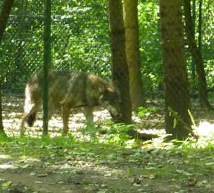 Europäischer Wolf