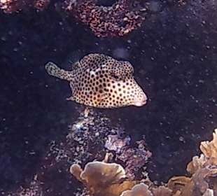 Schnorcheln Bayahibe