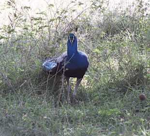 Pfau im Yala Nationalpark