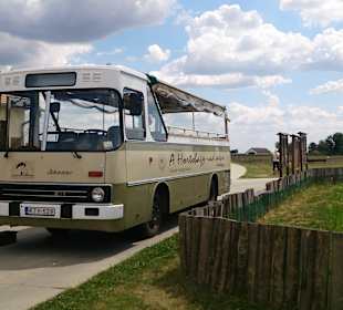 Ikaru w wersji safari