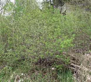 Premiumwanderweg Hochgebürzelt