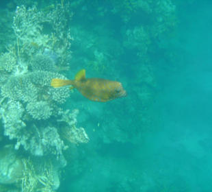 Gelber Kofferfisch