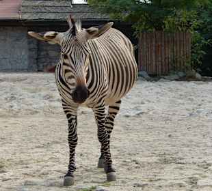 Zebra