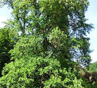 Kurpark Bad Gleichenberg