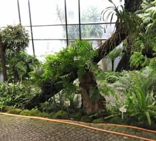 Farnhaus -  Alter Botanischer Garten