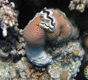 Riff bei der Insel Giftun