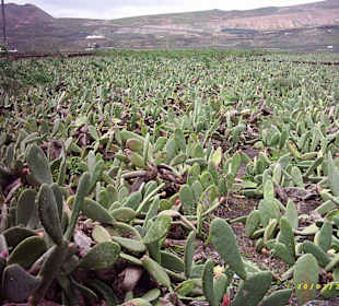 Jardin de Cactus