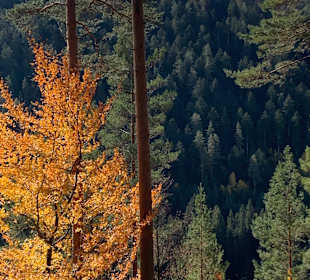 Wandern Enzklösterle