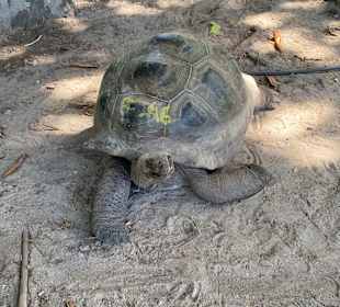 Insel Curieuse