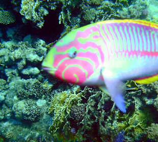 Regenbogen-Lippfisch